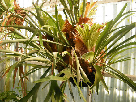 Staghorn