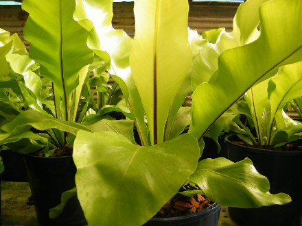 Birds Nest Fern