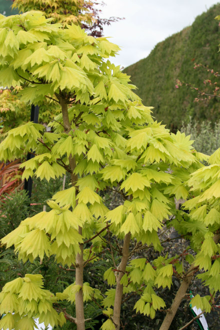 Golden Full Moon Maple