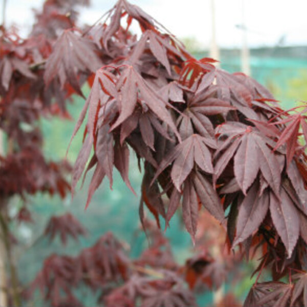 Purple Japanese Maple
