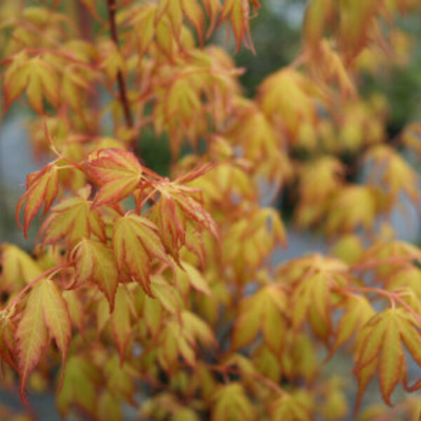 Katsura Maple