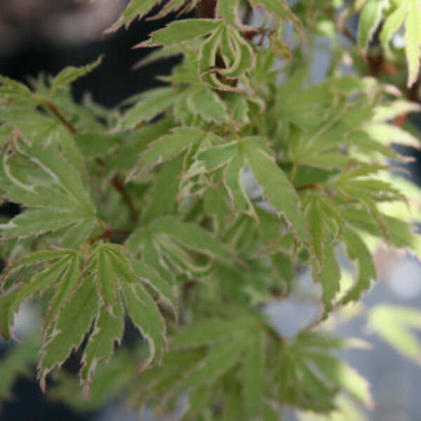 Tricolour Maple