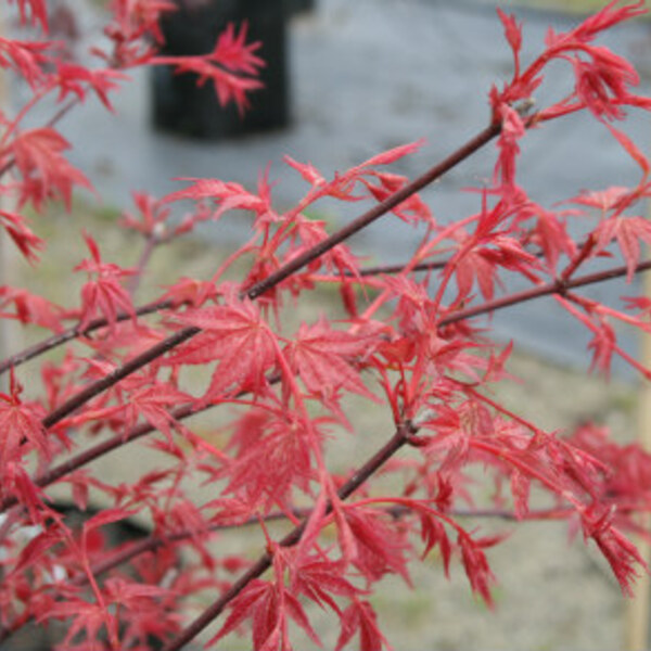 Ruby Leaf Maple