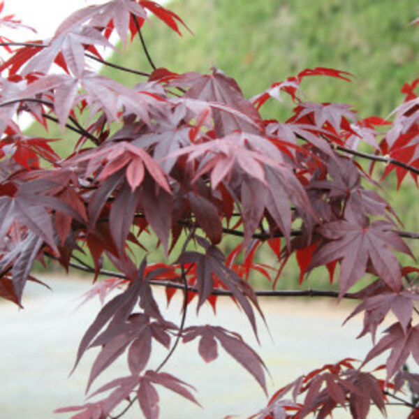 Bloodgood Japanese Maple