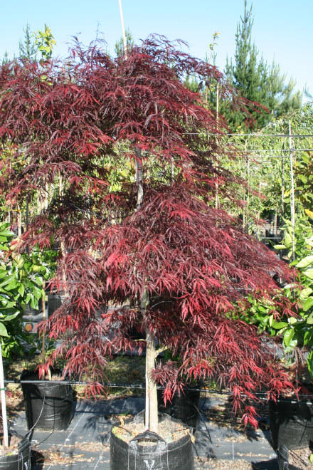 Crimson Queen