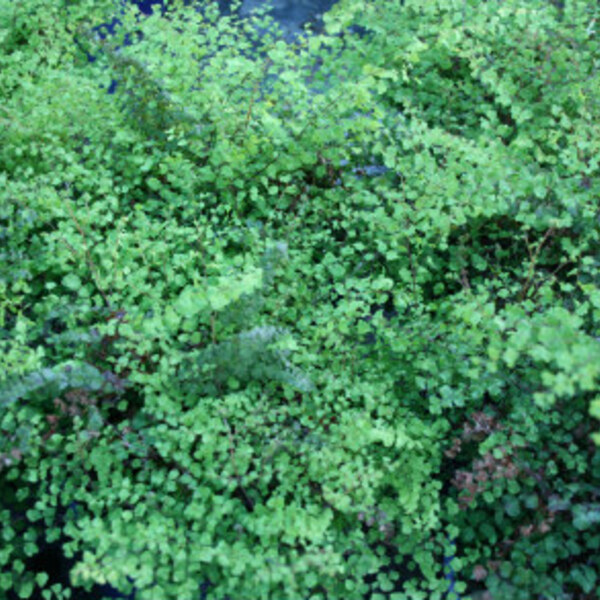 True Maidenhair