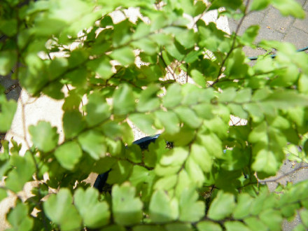 Giant Maidenhair
