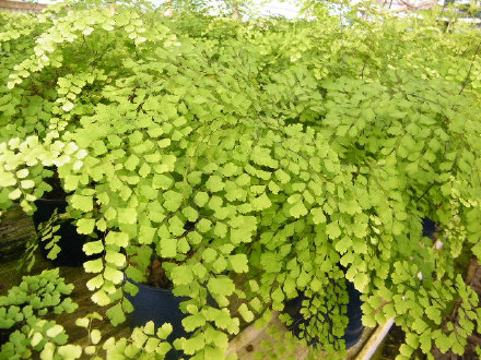 Lime Green Maidenhair