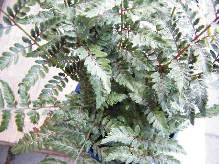 Japanese Painted Fern – Silver Falls