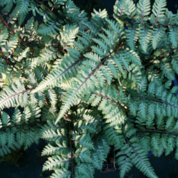 Japanese Painted Fern – Ursula's Red