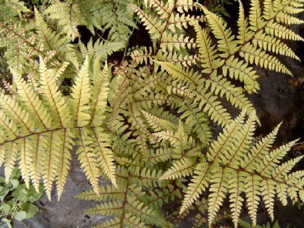 Athyrium otophorum
