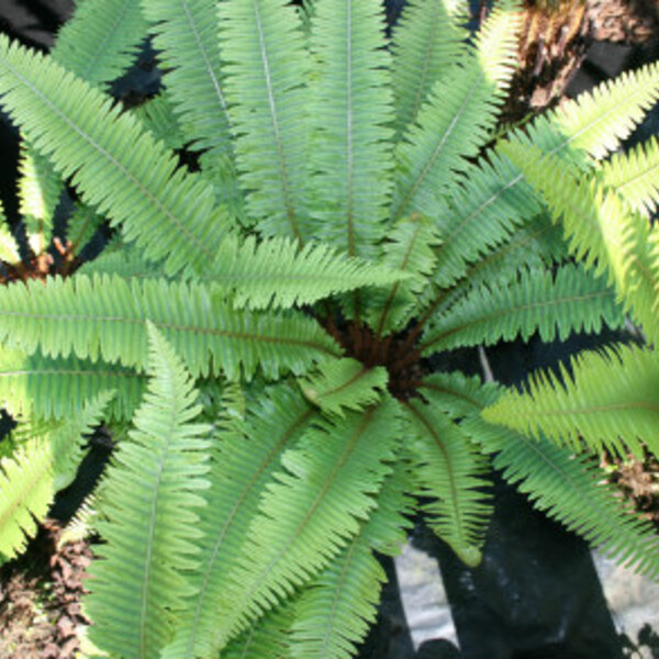 Crown Fern / Piupiu