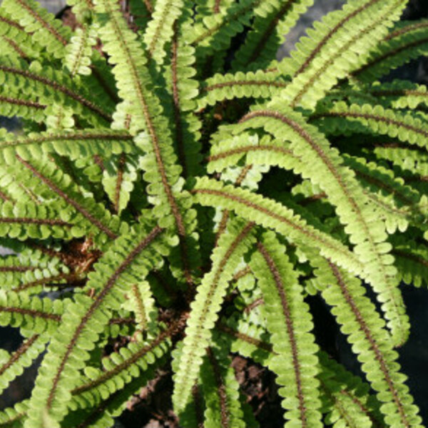 Water Fern / Kiwikiwi