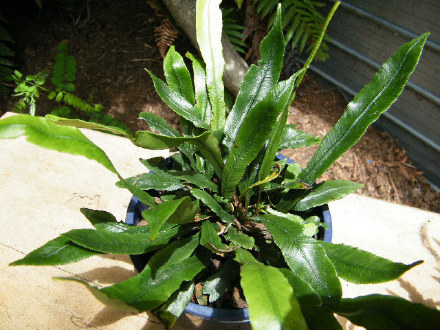Strap Water Fern