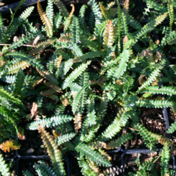 Alpine Water Fern