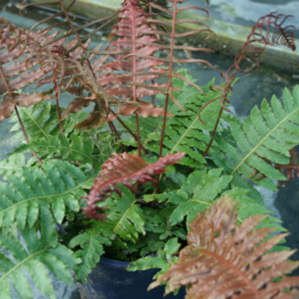 Mountain Hard Fern / Korokio