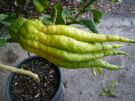 Buddha's Hand