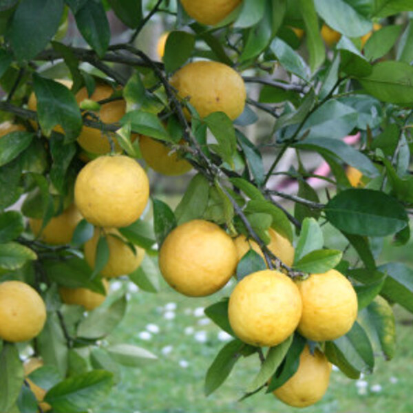 Lemonade Lemon