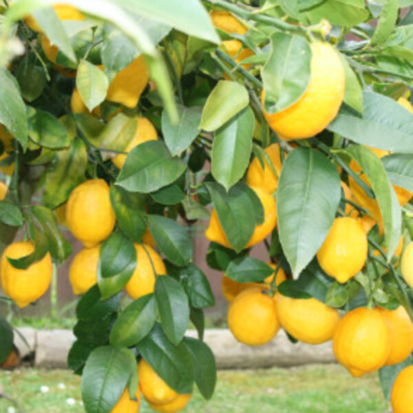 Meyer Lemon