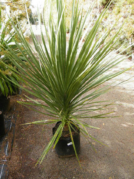 Cabbage Tree