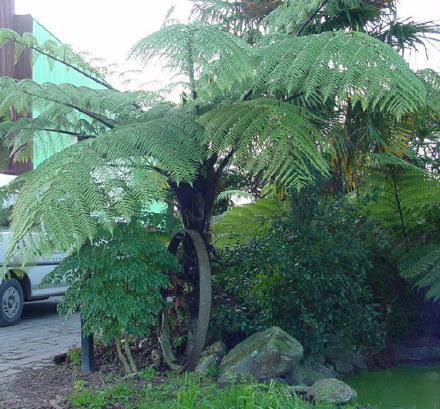 Mamaku / Black Tree Fern