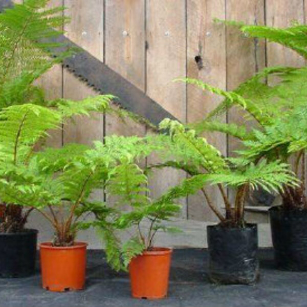 Soft Tree Fern / Kātote