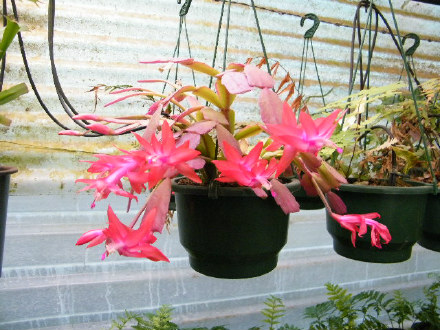 Zygocactus / Christmas Cactus