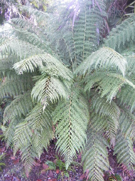 Tasmanian Tree Fern