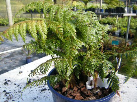 Hairy Fern / Tuakura