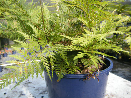 Smooth Shield Fern