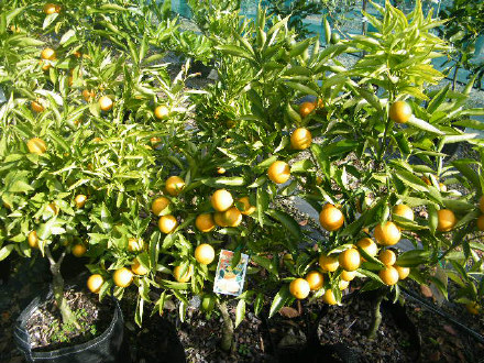 Clementine