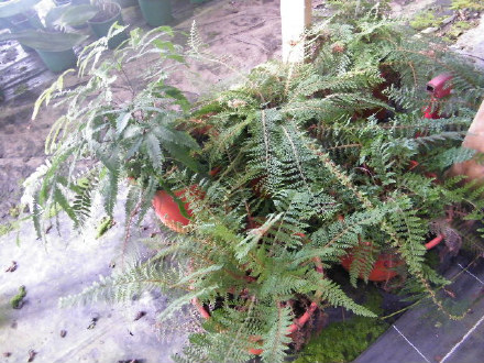 Soft Shield Fern