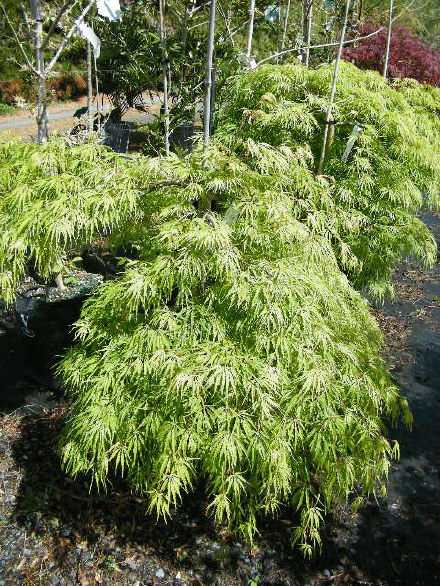 Eagle Claw Maple