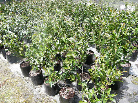 Camellia