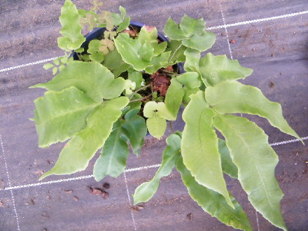 Dryopteris sieboldii