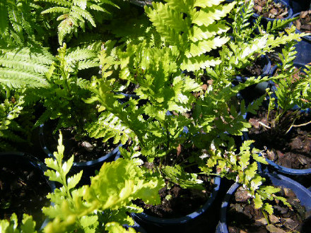 Asplenium lamprophyllum