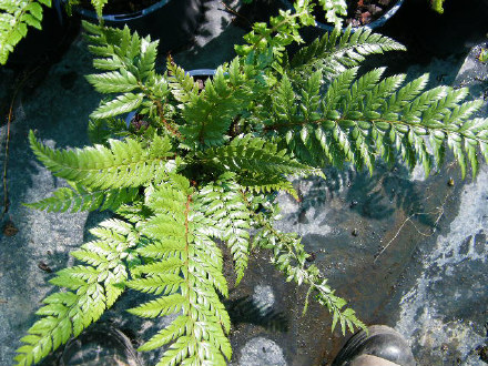 Polystichum rigens