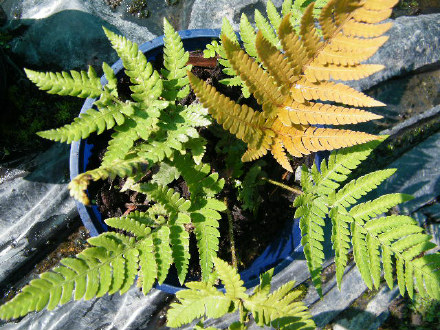 Apricot Fern