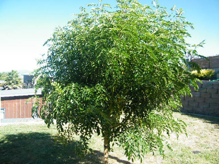 Ash Tree