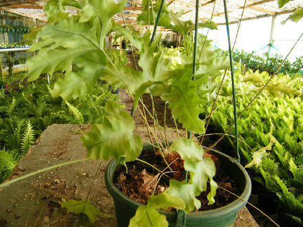Hare's Foot Fern