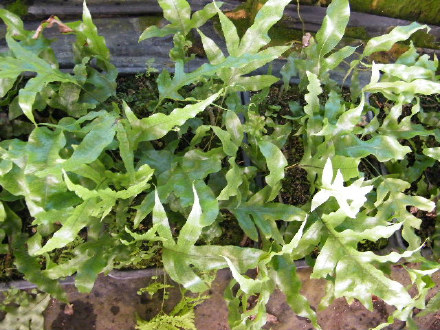 Hound's Tongue / Phymatosorus diversifolius