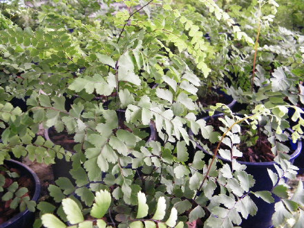 Common Maidenhair / Cunninghamii's Maidenhair