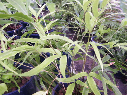 Pteris