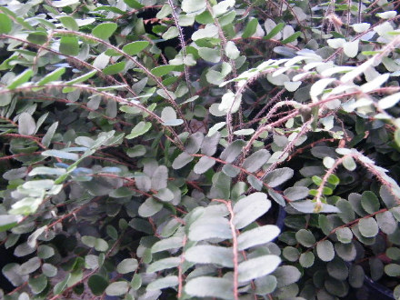 Button Fern / Tarawera