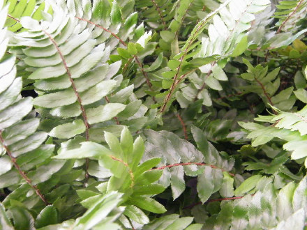 Sickle Fern