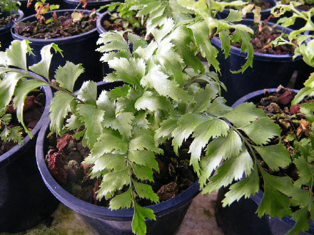 Sickle Spleenwort / Petako
