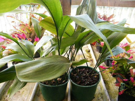 Cast Iron Plant / Mother's Tongue