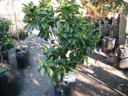 Tinura