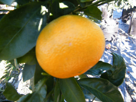 Miho Mandarin