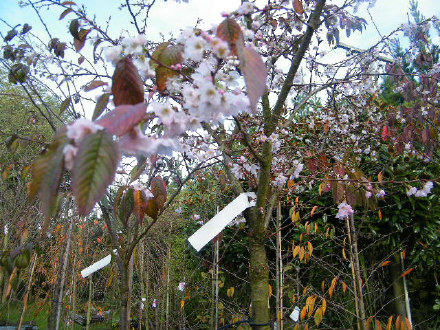 Prunus Subhirtella Autumnalis Rosea